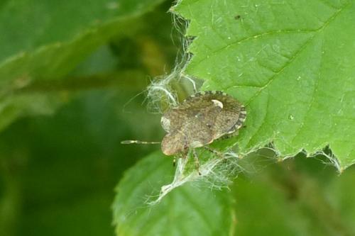 Dyroderes umbraculatus
